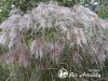 Miskantas kininis ,Kaskade' (lot. Miscanthus sinensis) Miskantas kininis ,Kaskade' (lot. Miscanthus sinensis)